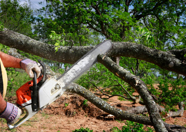 How Our Tree Care Process Works  in  La Plata, NM